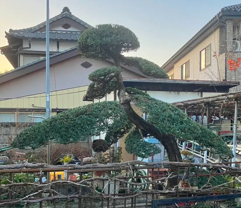 庭木の剪定